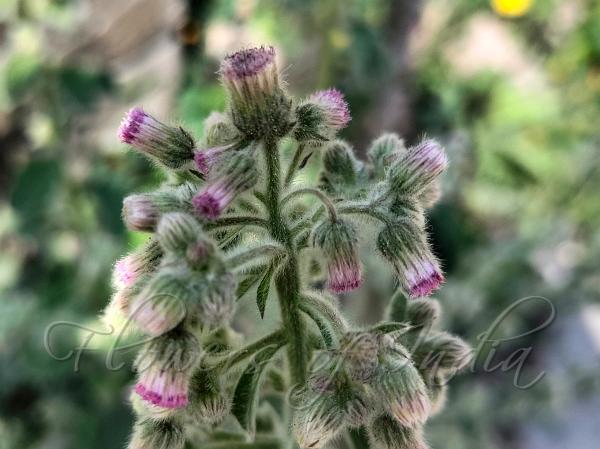 Pink Knob-Bush